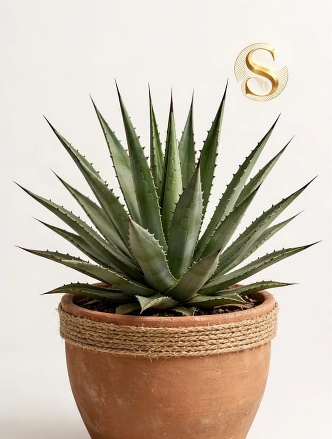Sisal em vaso de barro com corda de sisal, símbolo do composto de sisal com S